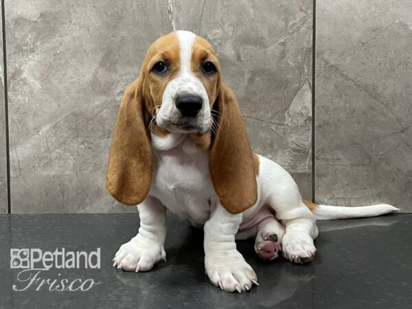Basset Hound-DOG-Female-Red and White-28373-Petland Frisco & Mckinney, Texas