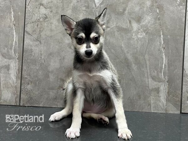 Alaskan Klee Kai-DOG-Female-Black and White-28336-Petland Frisco & Mckinney, Texas