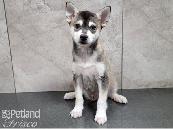 Alaskan Klee Kai-DOG-Male-Black and White-28338-Petland Frisco & Mckinney, Texas