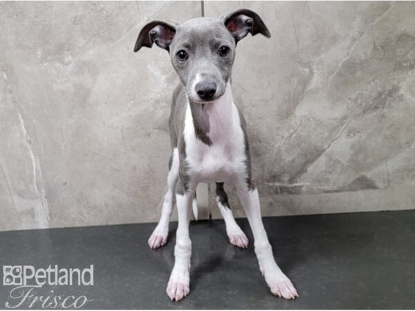 Italian Greyhound-DOG-Female-Blue and White-28495-Petland Frisco & Mckinney, Texas