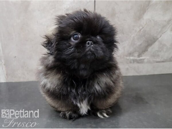 Pekingese-DOG-Female-Grey Sable-28513-Petland Frisco & Mckinney, Texas