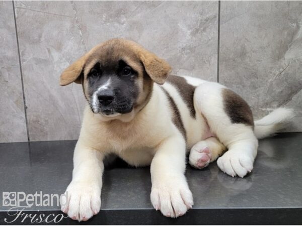 Akita-DOG-Female-Pinto-28584-Petland Frisco & Mckinney, Texas