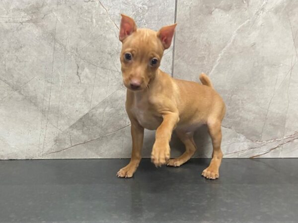 Miniature Pinscher-DOG-Male-Red-28643-Petland Frisco & Mckinney, Texas