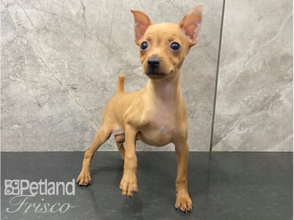 Miniature Pinscher-DOG-Female-Red-28642-Petland Frisco & Mckinney, Texas