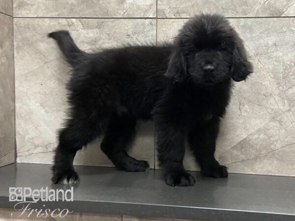Newfoundland-DOG-Male-BLK-28853-Petland Frisco & Mckinney, Texas