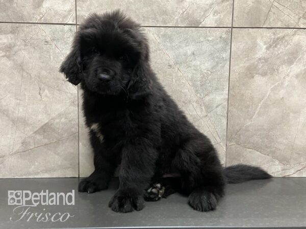 Newfoundland-DOG-Male-BLK-28852-Petland Frisco & Mckinney, Texas