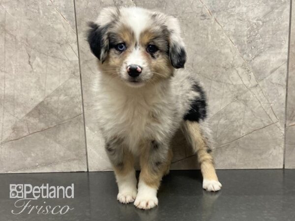 Australian Shepherd-DOG-Female-Blue Merle-28920-Petland Frisco & Mckinney, Texas