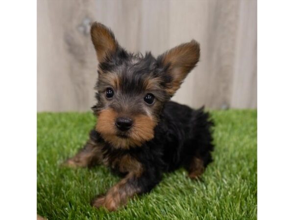 Silky Terrier-DOG-Female-Black / Tan-28942-Petland Frisco & Mckinney, Texas