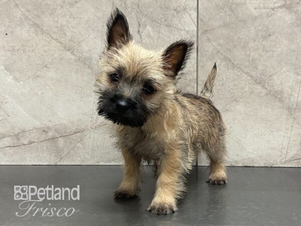 Cairn Terrier-DOG-Female-Wheaten-28989-Petland Frisco & Mckinney, Texas