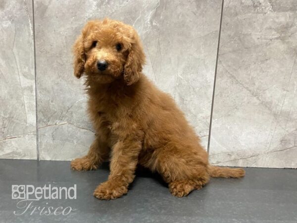 Goldendoodle-DOG-Female-Red-29086-Petland Frisco & Mckinney, Texas