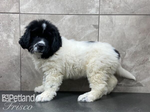 Newfoundland-DOG-Female-Black and White-29131-Petland Frisco & Mckinney, Texas