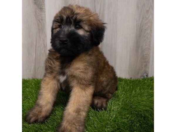 Soft Coated Wheaten Terrier-DOG-Male-Wheaten-29334-Petland Frisco & Mckinney, Texas