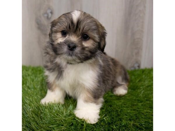 Lhasa Apso-DOG-Female-Golden-29328-Petland Frisco & Mckinney, Texas
