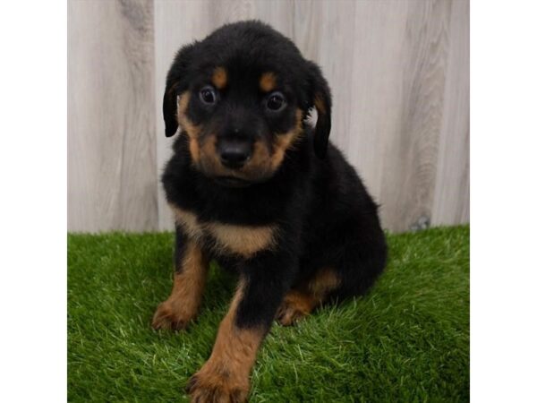 Rottweiler-DOG-Female-Black / Tan-29331-Petland Frisco & Mckinney, Texas