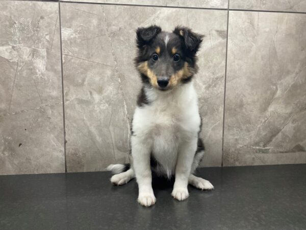 Shetland Sheepdog-DOG-Female-Black White and Tan-29389-Petland Frisco & Mckinney, Texas