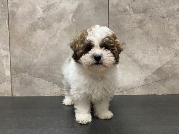 Shih Poo-DOG-Male--29423-Petland Frisco & Mckinney, Texas