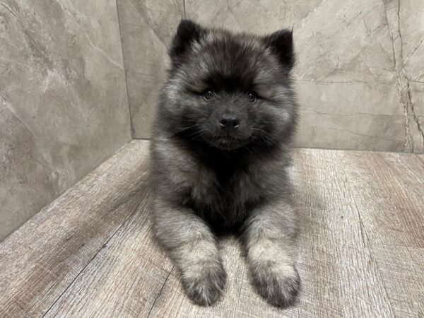 Keeshond-DOG-Male-Silver and Black-29532-Petland Frisco & Mckinney, Texas
