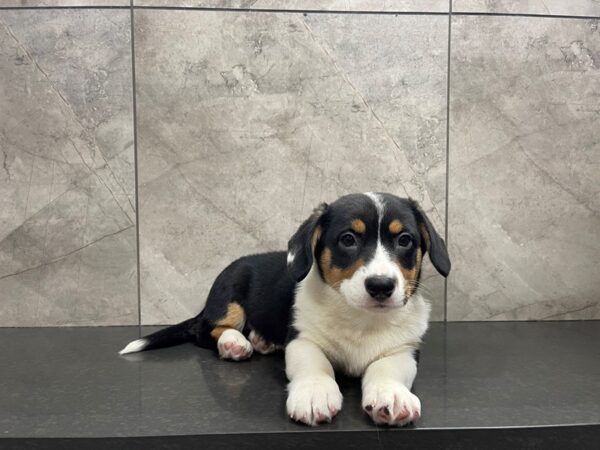 Cardigan Welsh Corgi-DOG-Female-Tri-29576-Petland Frisco & Mckinney, Texas
