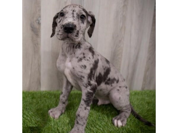Great Dane-DOG-Male-Blue Merle-29721-Petland Frisco & Mckinney, Texas