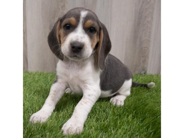 Beagle-DOG-Male-Blue White / Tan-29742-Petland Frisco & Mckinney, Texas