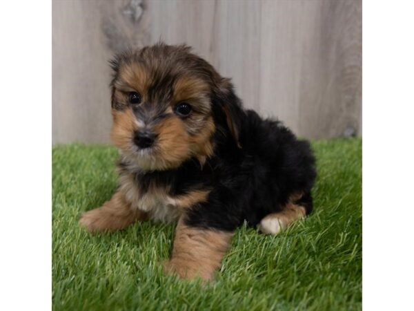 Morkie-DOG-Male-Black / Tan-29764-Petland Frisco & Mckinney, Texas