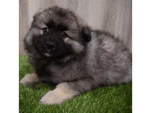 Keeshond-DOG-Male-Sable-29747-Petland Frisco & Mckinney, Texas