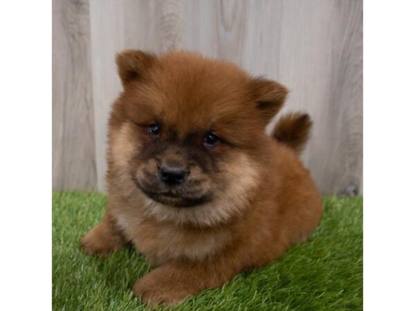 Chow Chow-DOG-Male-Red-29826-Petland Frisco & Mckinney, Texas