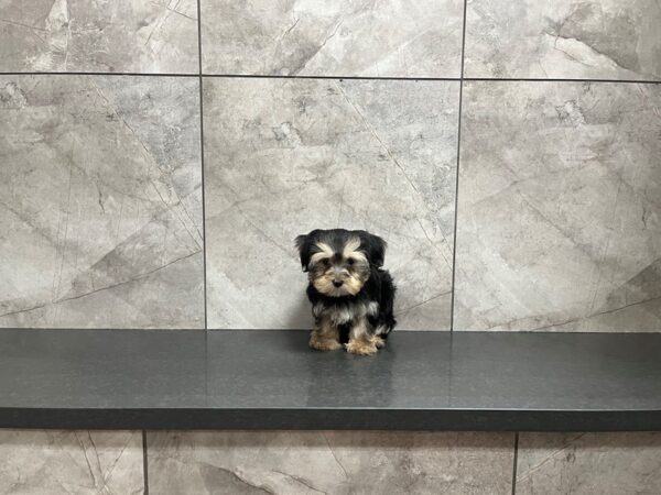 Morkie-DOG-Female-Black / Tan-29852-Petland Frisco & Mckinney, Texas