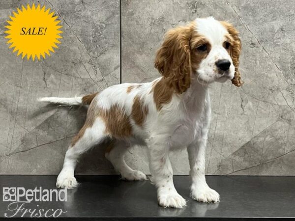 Cockalier-DOG-Male-Blenheim-29893-Petland Frisco & Mckinney, Texas