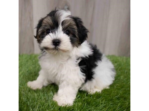 Morkie-DOG-Female--29974-Petland Frisco & Mckinney, Texas