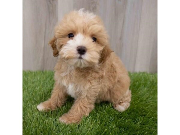 Maltipoo-DOG-Female-Apricot-29975-Petland Frisco & Mckinney, Texas
