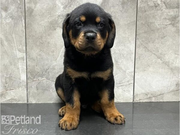 Rottweiler-DOG-Male-Black / Tan-30047-Petland Frisco & Mckinney, Texas