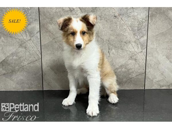 Shetland Sheepdog-DOG-Male-Sable Merle / White-29938-Petland Frisco & Mckinney, Texas