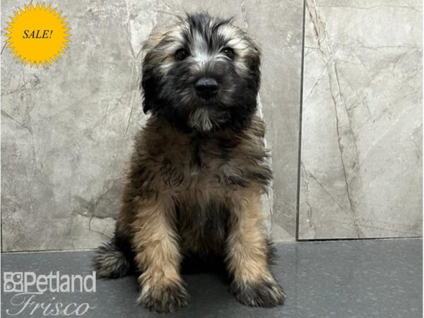 Soft Coated Wheaten Terrier-DOG-Male-Wheaten-30064-Petland Frisco & Mckinney, Texas