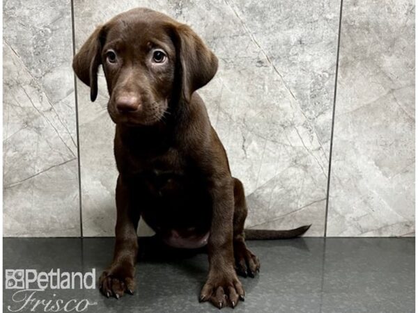 Labrador Retriever-DOG-Female-Chocolate-30158-Petland Frisco & Mckinney, Texas