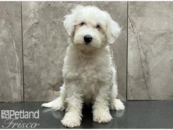 Miniature Sheepadoodle-DOG-Female-White & Black Parti-30147-Petland Frisco & Mckinney, Texas