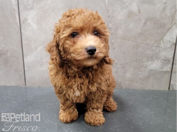Poodle-DOG-Male-Red-30174-Petland Frisco & Mckinney, Texas