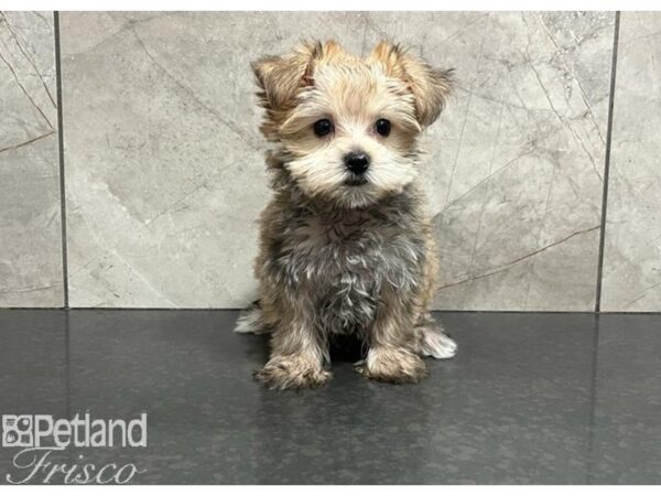 Morkie-DOG-Female-Sable-30271-Petland Frisco & Mckinney, Texas