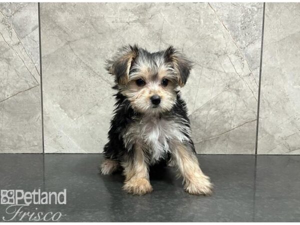 Morkie-DOG-Female-Black / Tan-30273-Petland Frisco & Mckinney, Texas