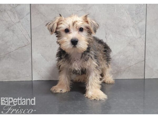 Morkie-DOG-Male-Golden-30284-Petland Frisco & Mckinney, Texas