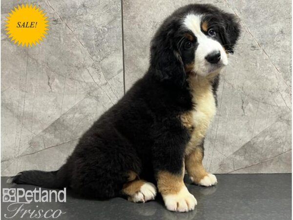 Bernese Mountain Dog-DOG-Male-Tri-Colored-30255-Petland Frisco & Mckinney, Texas