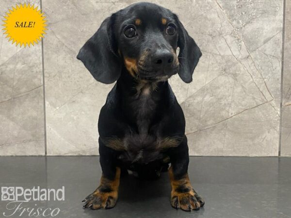 Dachshund-Dog-Male-Black and Tan-30307-Petland Frisco & Mckinney, Texas