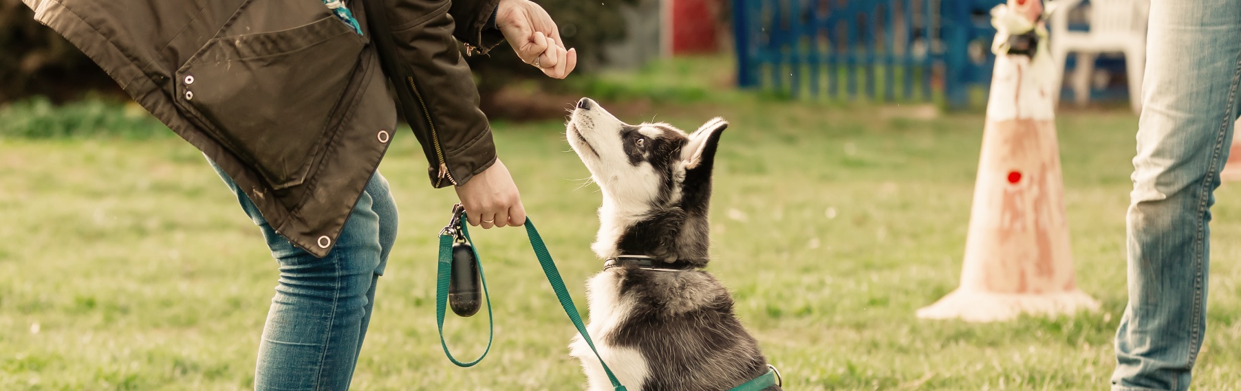Puppy Training