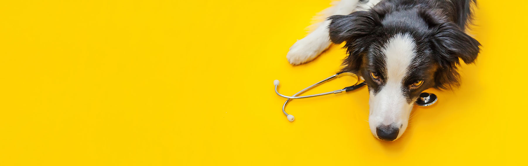 Veterinarian Care