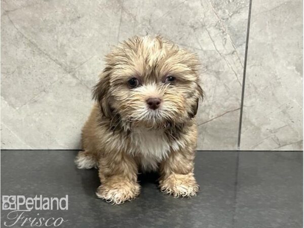 Lhasa Apso-Dog-Female-Liver Brindle-30388-Petland Frisco & Mckinney, Texas