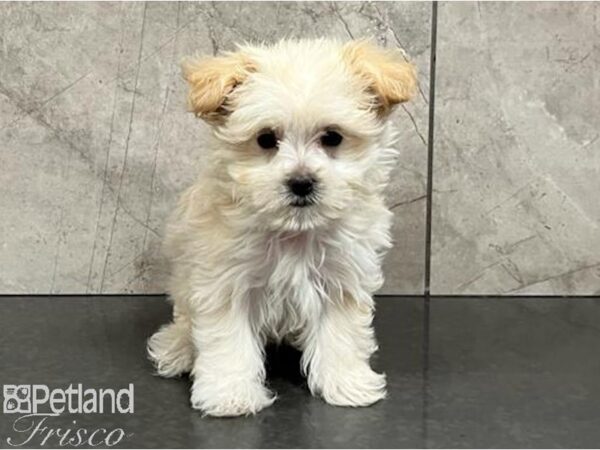 Morkie-Dog-Female-Cream-30466-Petland Frisco & Mckinney, Texas
