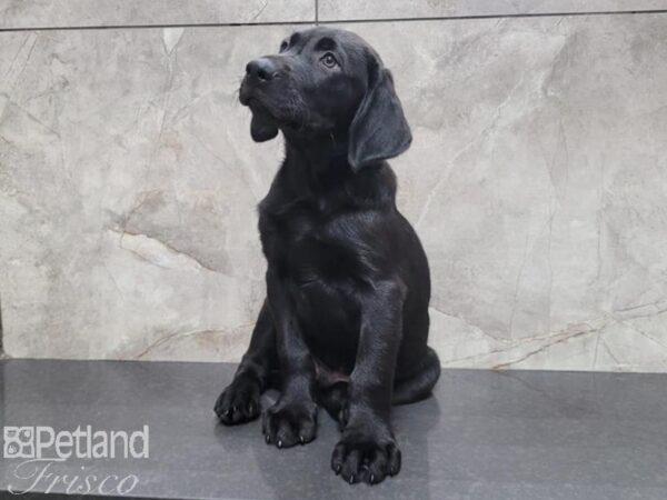 Labrador Retriever-Dog-Male-Black-30463-Petland Frisco & Mckinney, Texas
