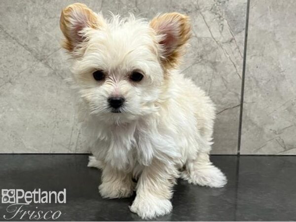 Morkie-Dog-Male-Cream-30467-Petland Frisco & Mckinney, Texas