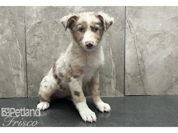 Australian Shepherd-Dog-Female-Red Merle-30539-Petland Frisco & Mckinney, Texas