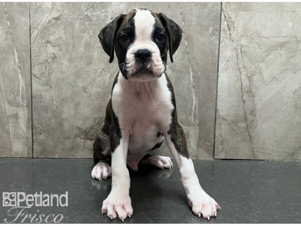 Boxer-Dog-Male-Brindle and White-30538-Petland Frisco & Mckinney, Texas